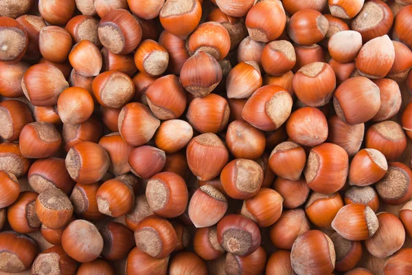 Hazelnut food — Stock Photo, Image