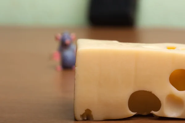 Rato e queijo — Fotografia de Stock