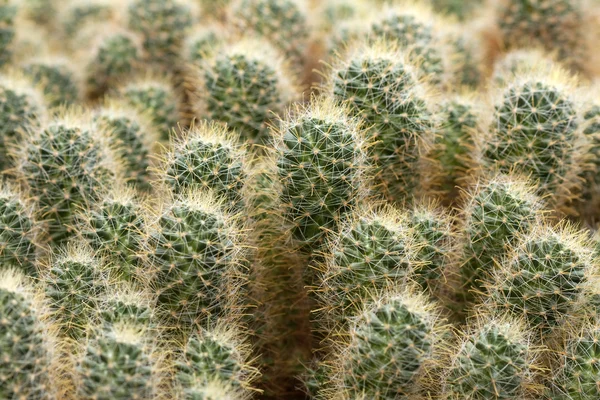 Cactus plant — Stock Photo, Image