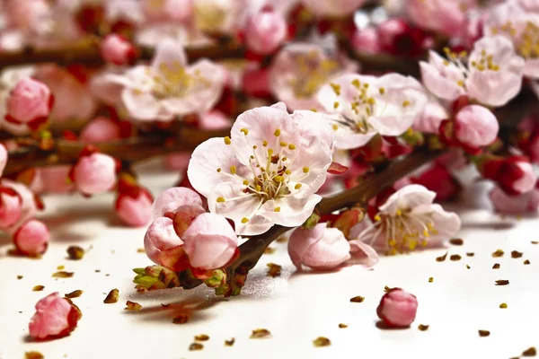 Blütenkirschblüte — Stockfoto