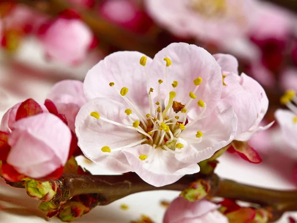 Детали цветения вишни — стоковое фото