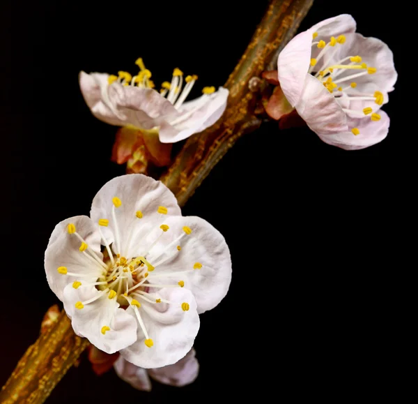 Flor flor de cereja — Fotografia de Stock