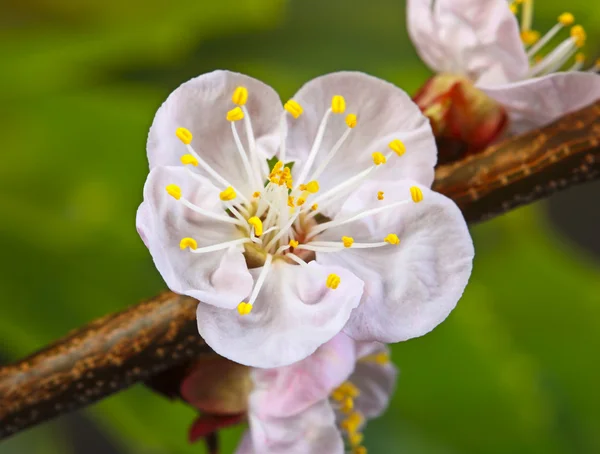 Cerisier de fleur gros plan — Photo