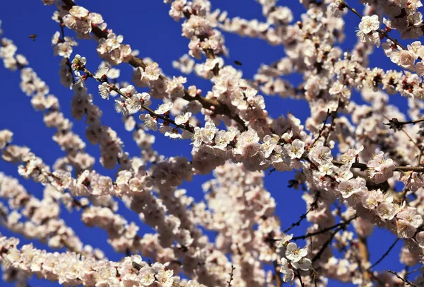 벚꽃의 배경 — 스톡 사진