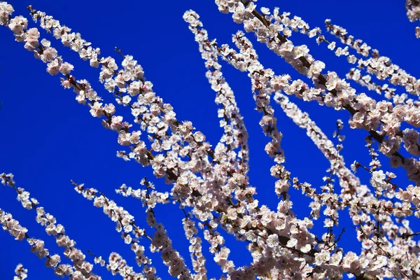 Gałąź wiśniowa — Zdjęcie stockowe