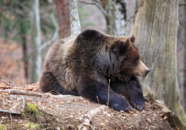 Italian brown bear clipart