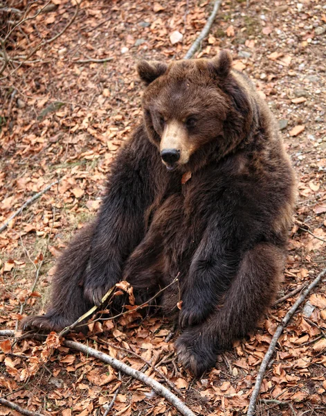 Πορτρέτο της καφέ αρκούδας — Φωτογραφία Αρχείου