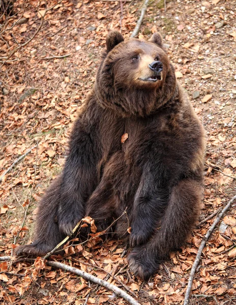 Urso castanho italiano — Fotografia de Stock
