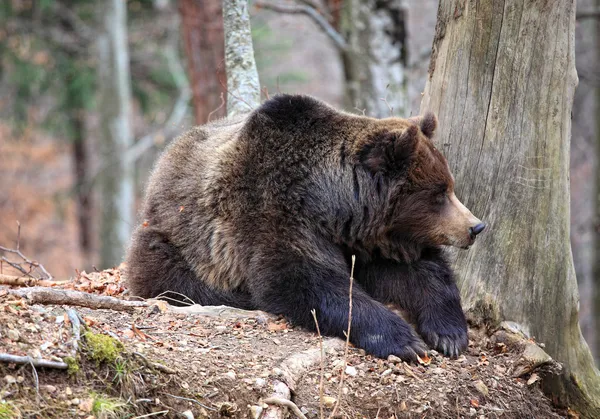 Italienska brunbjörn — Stockfoto