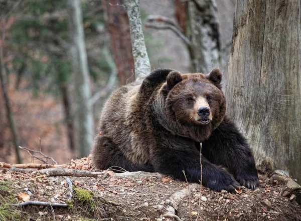 Retrato de urso — Fotografia de Stock
