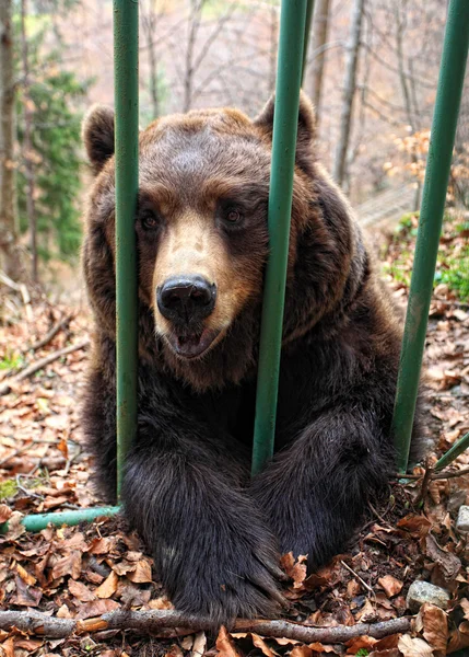 Urso marrom em uma jaula — Fotografia de Stock