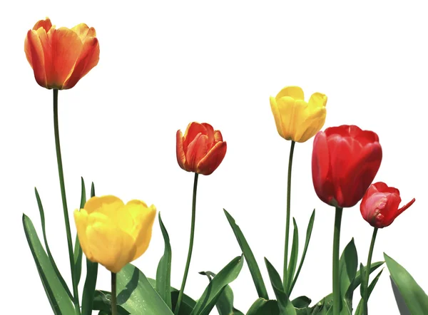 Tulip flowers on white — Stock Photo, Image