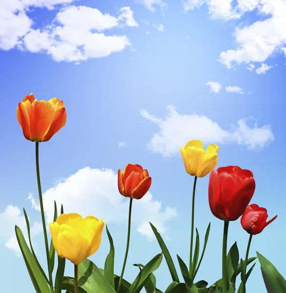 Tulip flowers — Stock Photo, Image