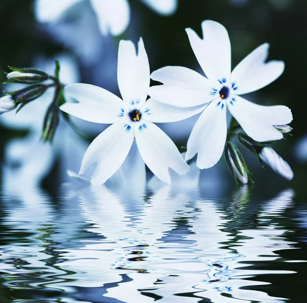 Синя квітка — стокове фото