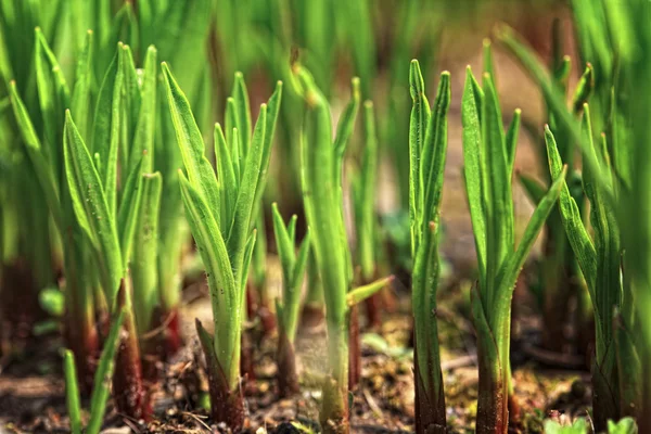 Little green plant — Stock Photo, Image
