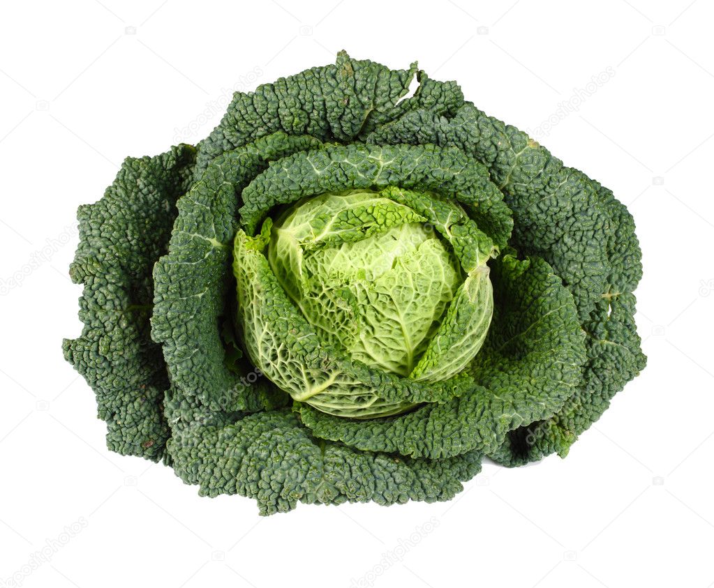 Savoy Cabbage isolated on white