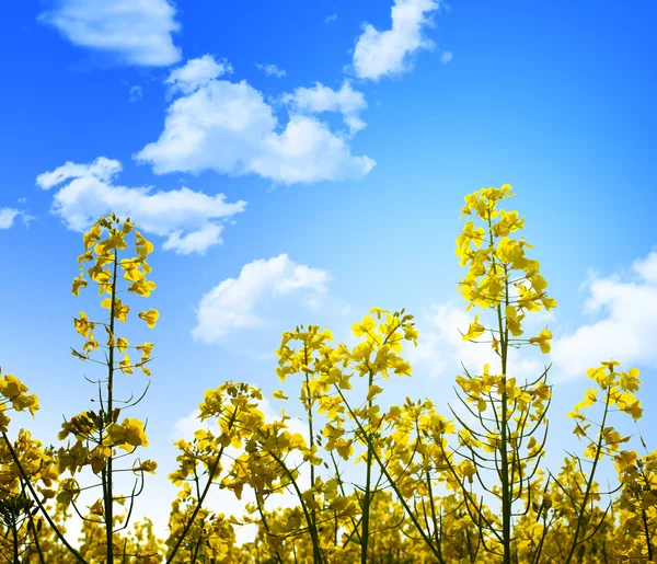 Gele bloemen en blauwe lucht — Stockfoto
