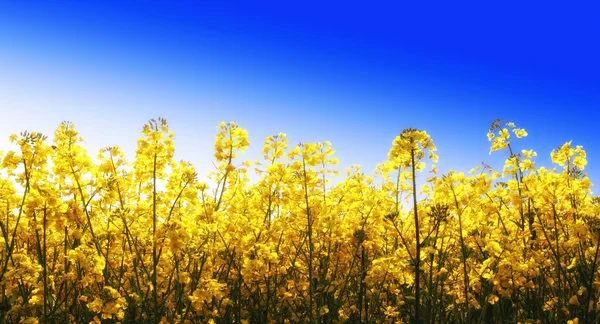 Κίτρινα λουλούδια και μπλε ουρανός — Φωτογραφία Αρχείου