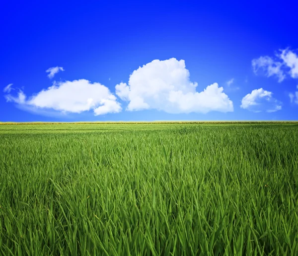 Травяное поле и небо — стоковое фото