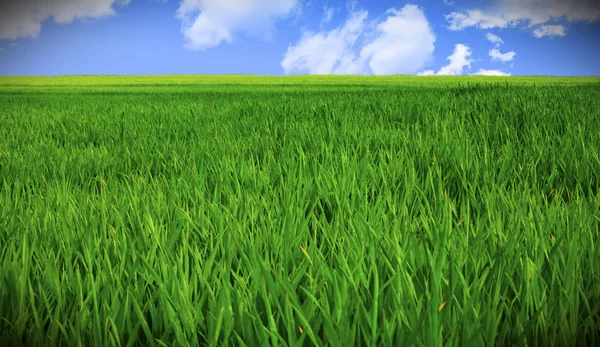 Травяное поле и небо — стоковое фото