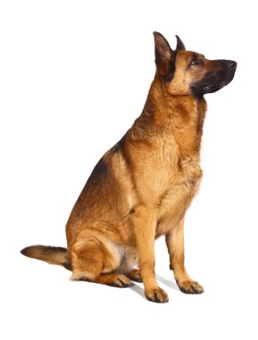 German shepard clipart