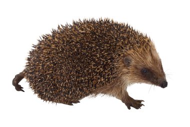 European Hedgehog clipart