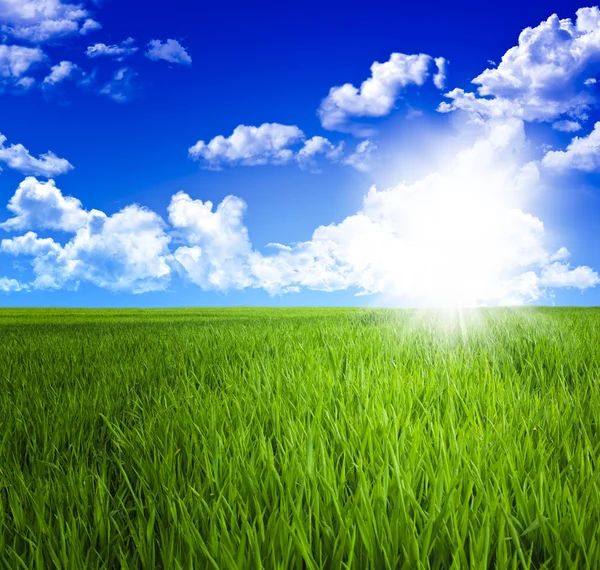 Zielone pole trawy i niebo — Zdjęcie stockowe