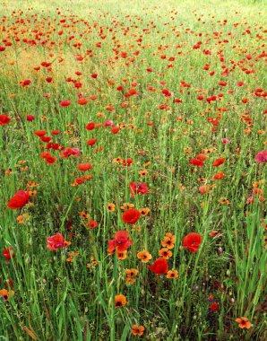 Poppies field clipart