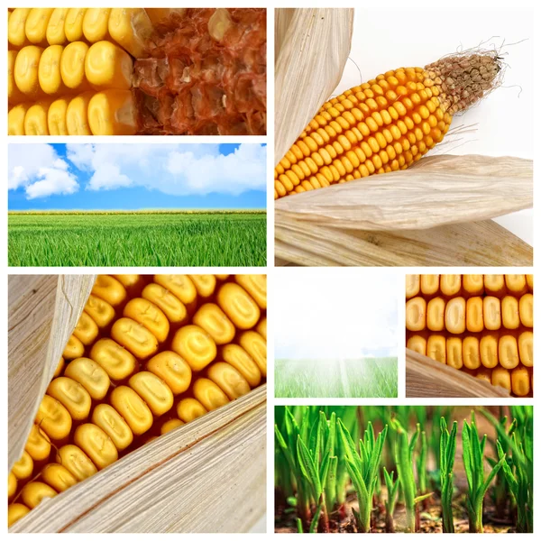 stock image Agriculture corn background