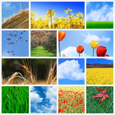 Field background clipart