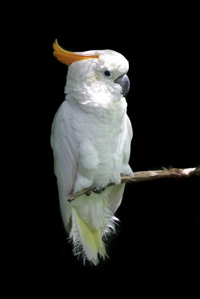 Білий папуга — стокове фото