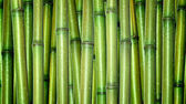 friss bambusz háttér