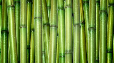 Fresh bamboo background clipart