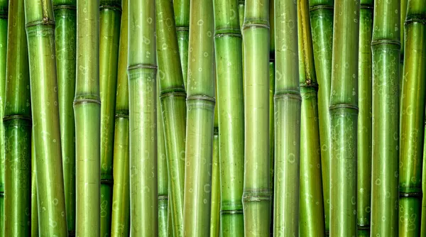 Fond de bambou frais — Photo