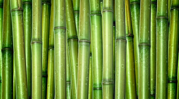Frischer Bambus Hintergrund — Stockfoto