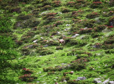 vahşi chamois