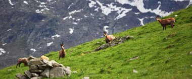 Alpler üzerinde vahşi chamois