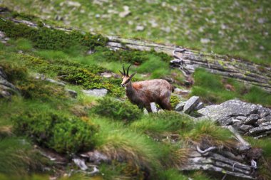 Wild chamois on alps clipart