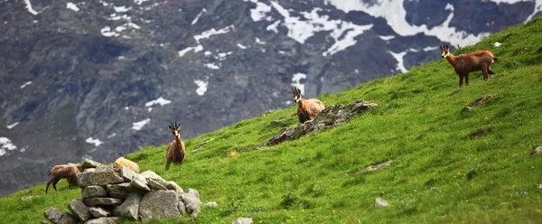 在阿尔卑斯山野生羚羊 — 图库照片