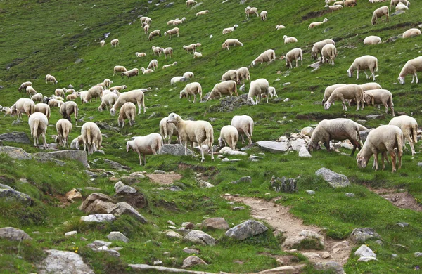 Groep van schapen — Stockfoto