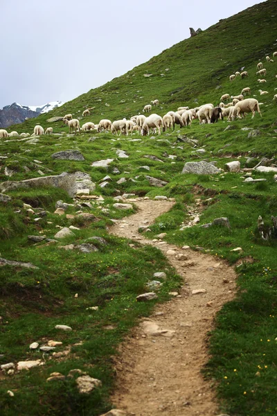 Ovejas en los Alpes italianos — Foto de Stock