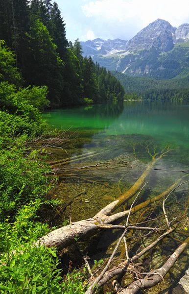 Alpes italianos lago tovel — Fotografia de Stock