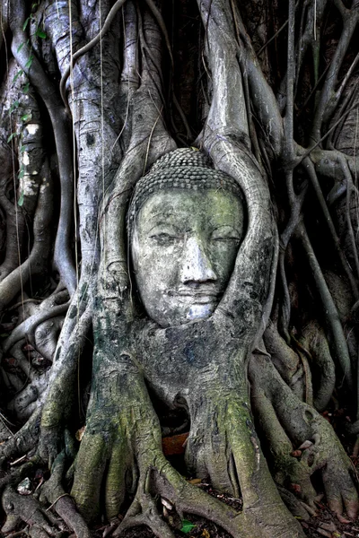 Buddha huvud i träd — Stockfoto