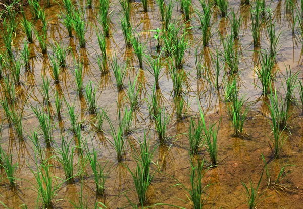 Rijst plant — Stockfoto