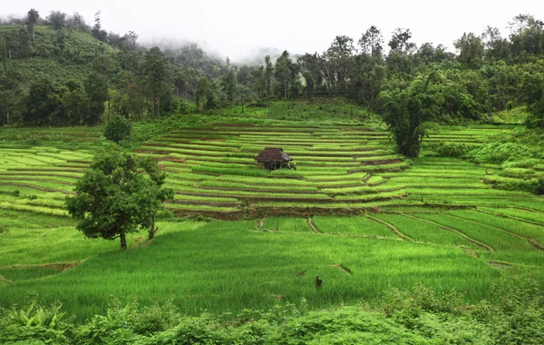 Asian rice field — Stock Photo, Image