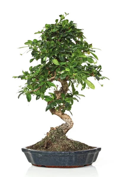 stock image Classic bonsai