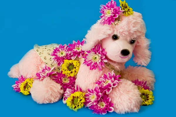 The pink puppy among pink chrysanthemums — Stock Photo, Image