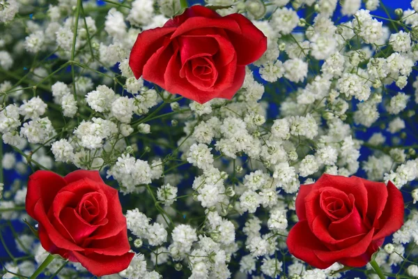 Three roses — Stock Photo, Image