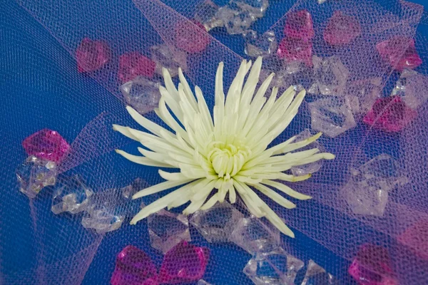 Chrysanthemum on a grid — Stock Photo, Image