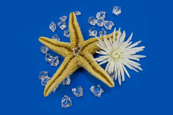 Star and chrysanthemum — Stock Photo, Image
